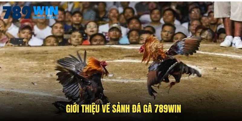 Giới thiệu về sảnh đá gà 789win