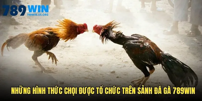 Sở hữu loạt hình thức chọi cược cực kỳ hấp dẫn