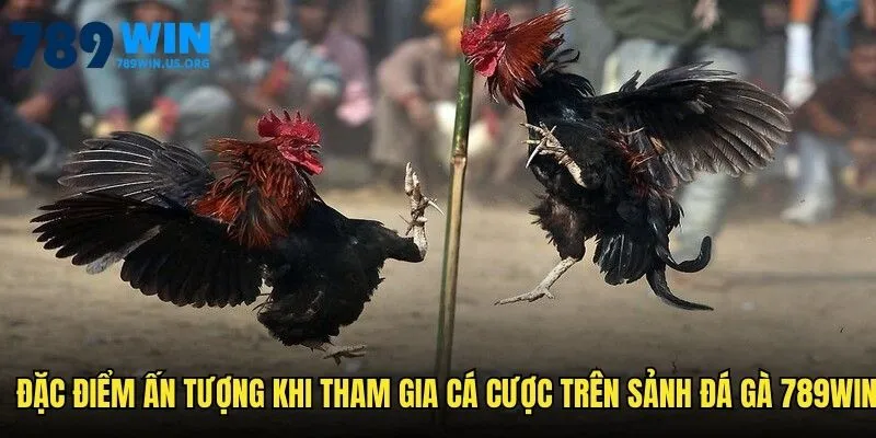 Đặc điểm ấn tượng khi tham gia cá cược trên sảnh đá gà 789win