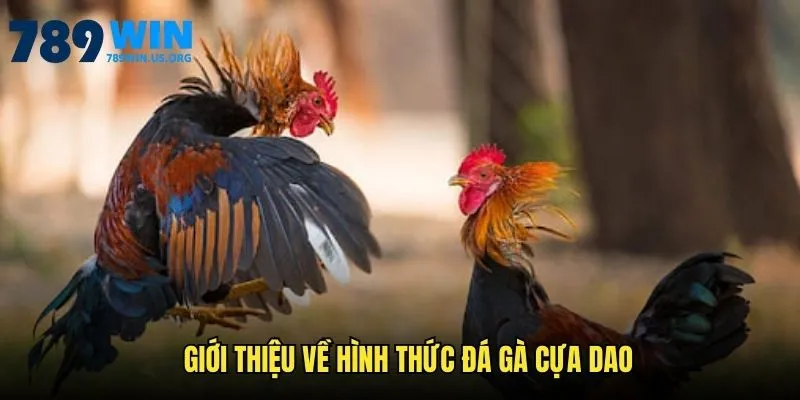 Giới thiệu về hình thức đá gà cựa dao