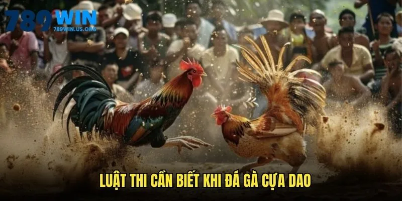 Luật thi cần biết khi đá gà cựa dao