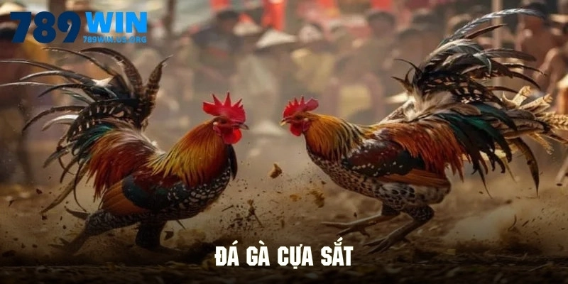 Đá Gà Cựa Sắt - Trực Tiếp Miễn Phí Và Cá Cược An Toàn