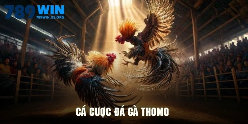 Cá cược đá gà Thomo