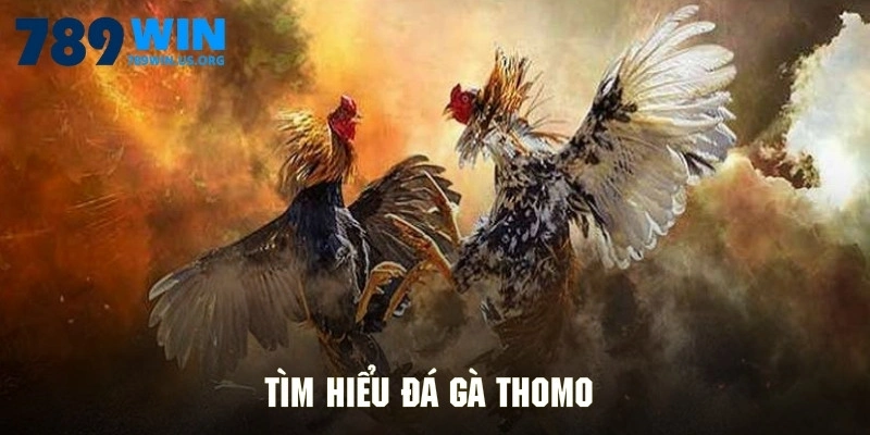 Tìm hiểu đá gà Thomo