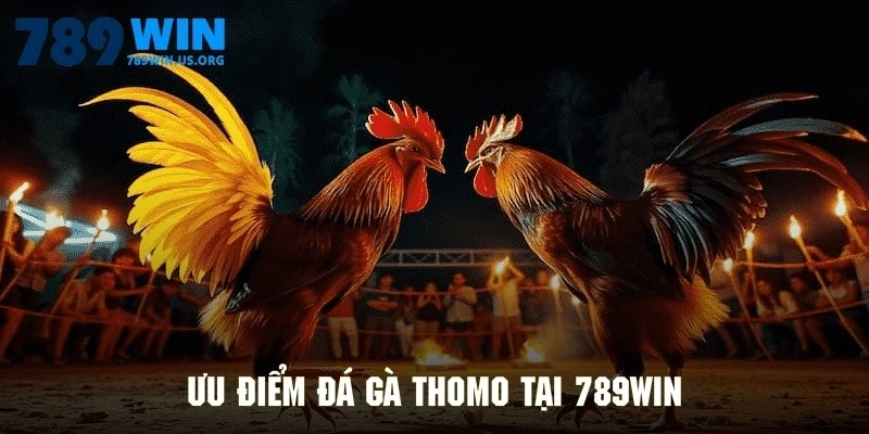 Ưu điểm đá gà thomo tại 789win